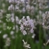 Lavandula angustifolia 'Loddon Pink' -- Lavendel